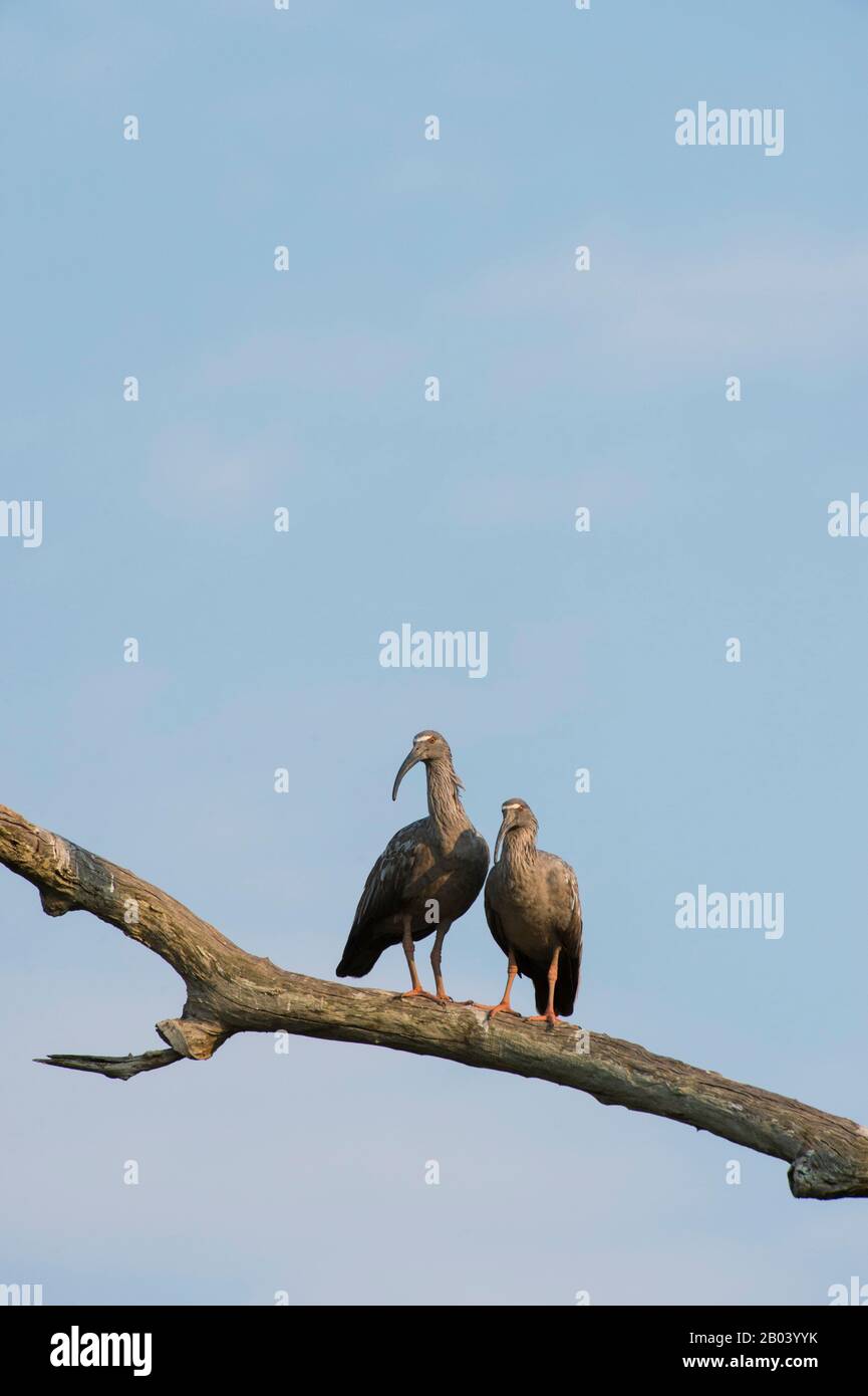 Una pareja de ibis (Theristicus caerulescens) en una rama de árboles cerca del Pouso Alegre Lodge en el norte del Pantanal, Mato Grosso provincia de Braz Foto de stock