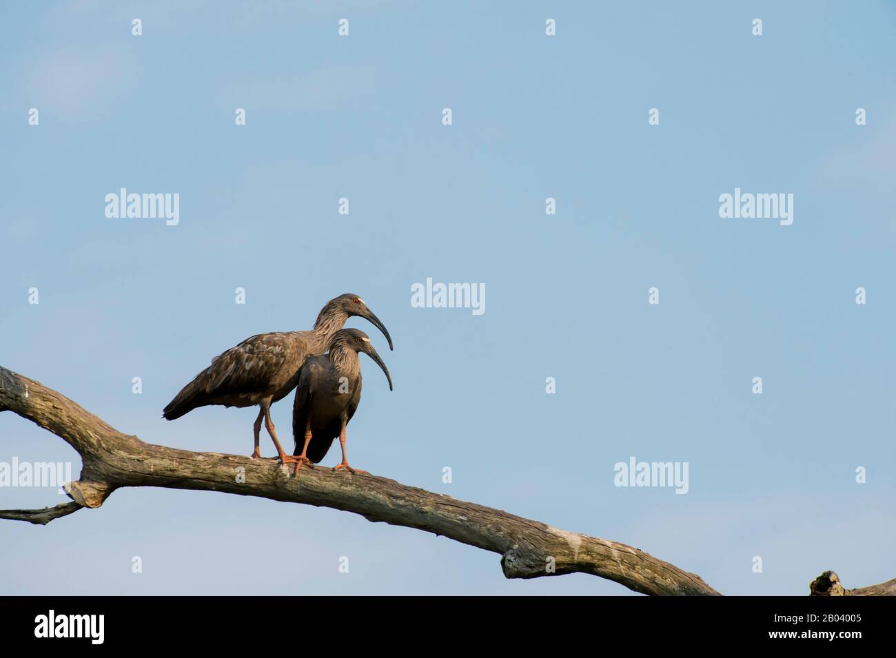 Una pareja de ibis (Theristicus caerulescens) en una rama de árbol que muestra el comportamiento de apareamiento cerca de Pouso Alegre Lodge en el Pantanal norte, M. Foto de stock