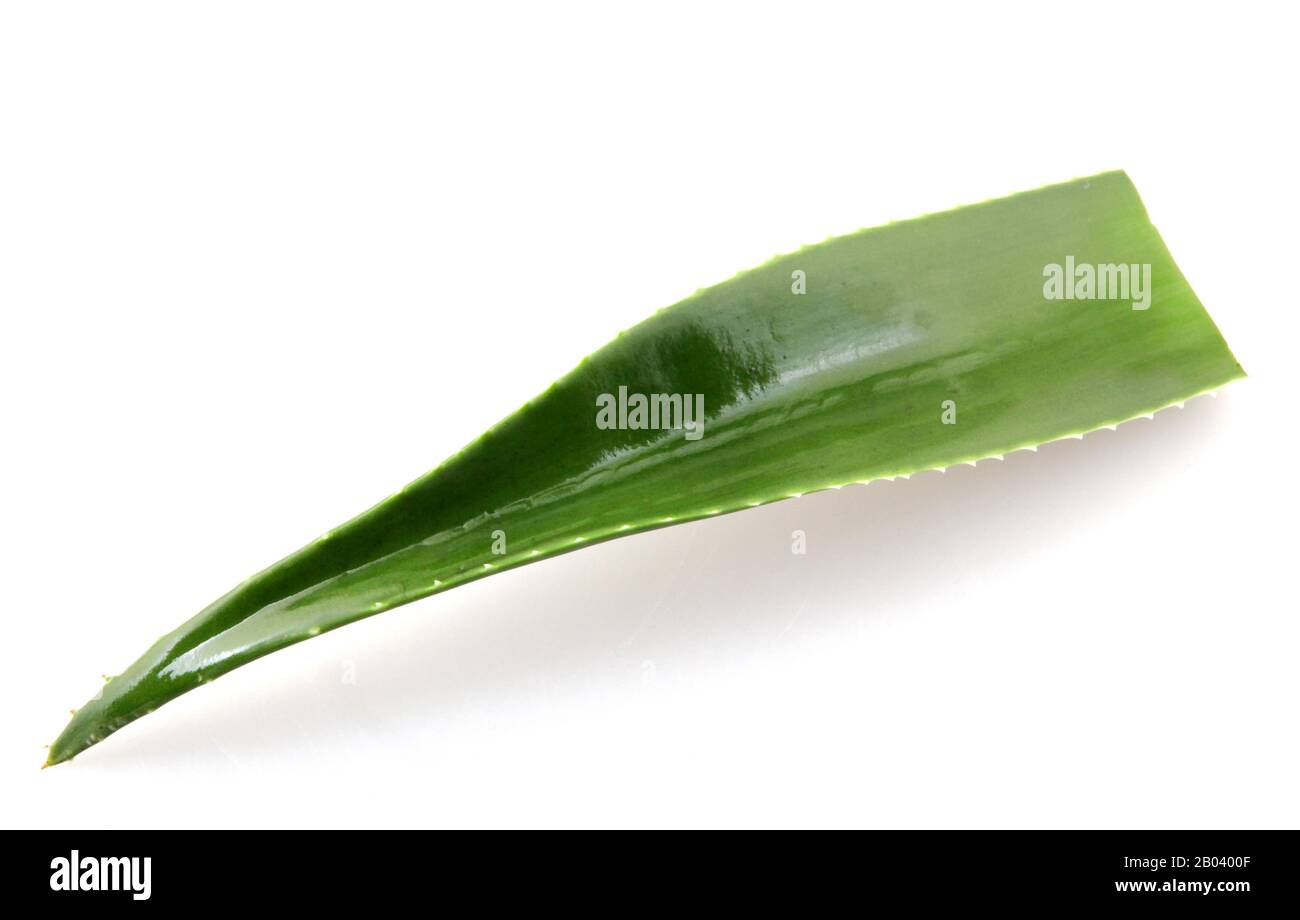 Planta de aloe vera aislado sobre fondo blanco. Foto de stock