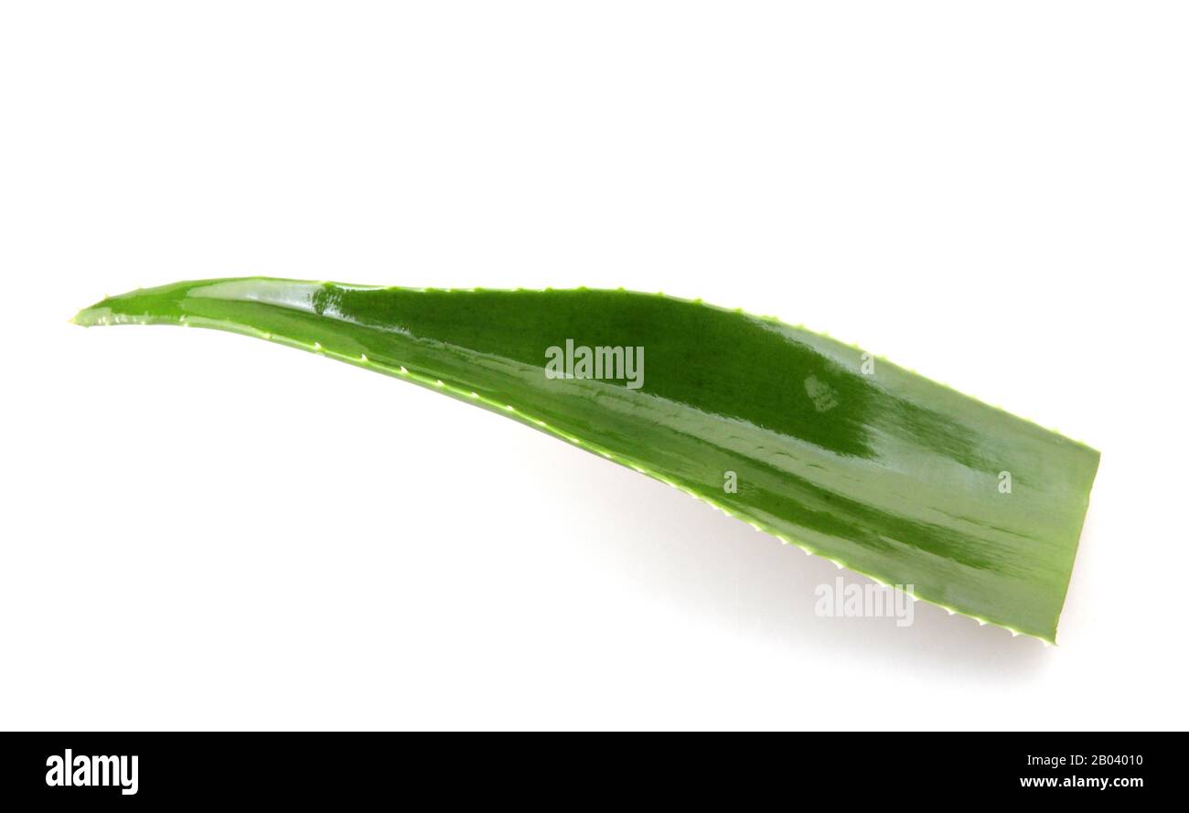 Planta de aloe vera aislado sobre fondo blanco. Foto de stock