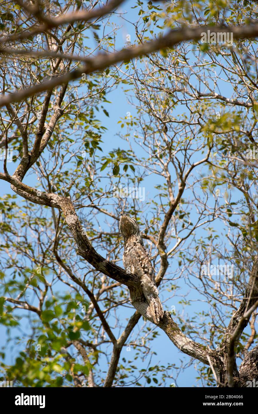 Un gran potoo (Nyctibius grandis) encaramado en un árbol cerca de la Logia Pouso Alegre en el norte del Pantanal, Mato Grosso provincia de Brasil. Foto de stock