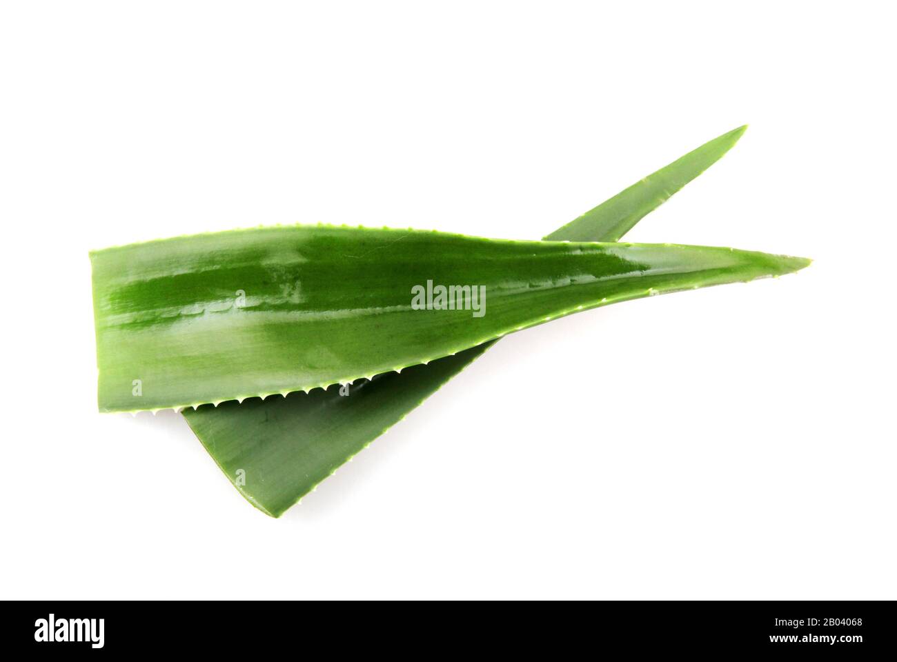 Planta de aloe vera aislado sobre fondo blanco. Foto de stock