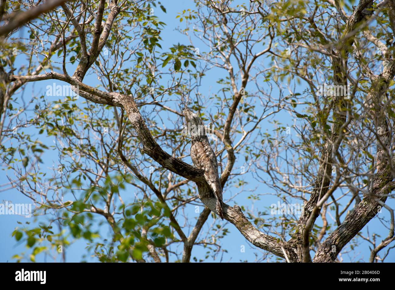 Un gran potoo (Nyctibius grandis) encaramado en un árbol cerca de la Logia Pouso Alegre en el norte del Pantanal, Mato Grosso provincia de Brasil. Foto de stock
