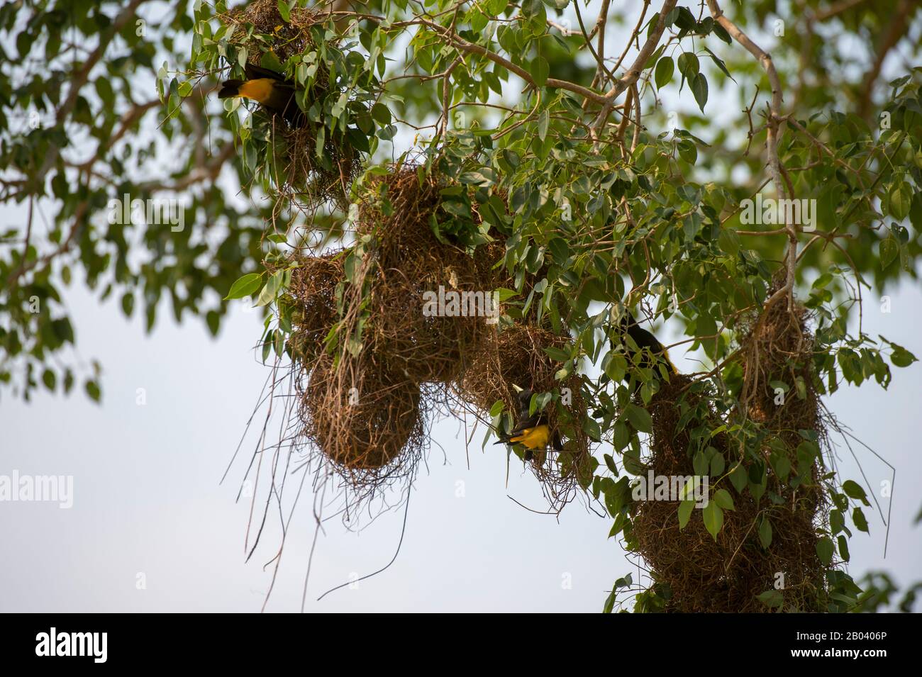 Un cacique de rumpa amarilla (Cacicus cela) en nido cerca de la Logia Pouso Alegre en el Pantanal norte, Mato Grosso provincia de Brasil. Foto de stock