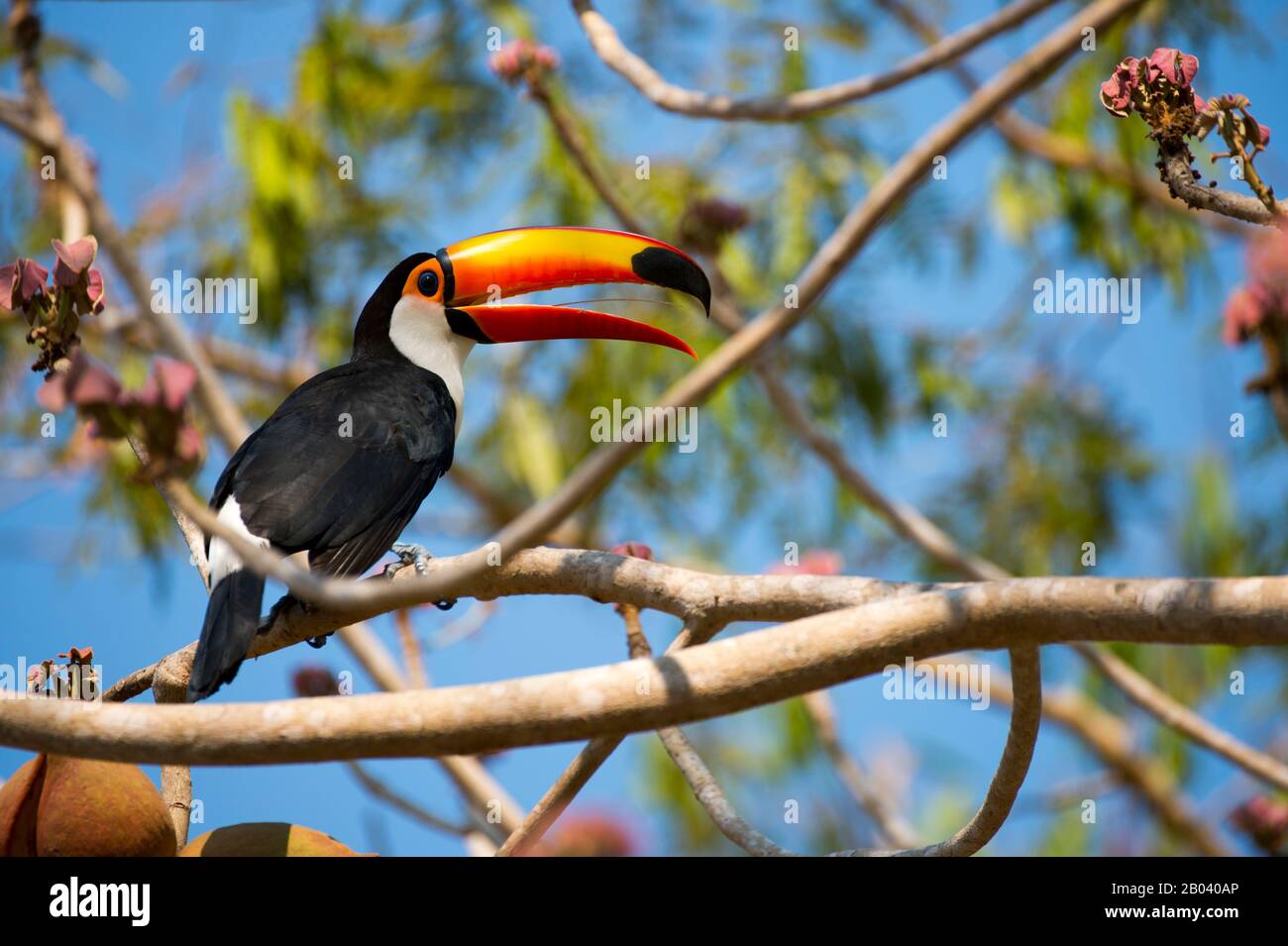 Un toucan toco (Ramphastos toco) está buscando fruta en un árbol en el Pouso Alegre Lodge en el norte del Pantanal, provincia de Mato Grosso, Brasil. Foto de stock