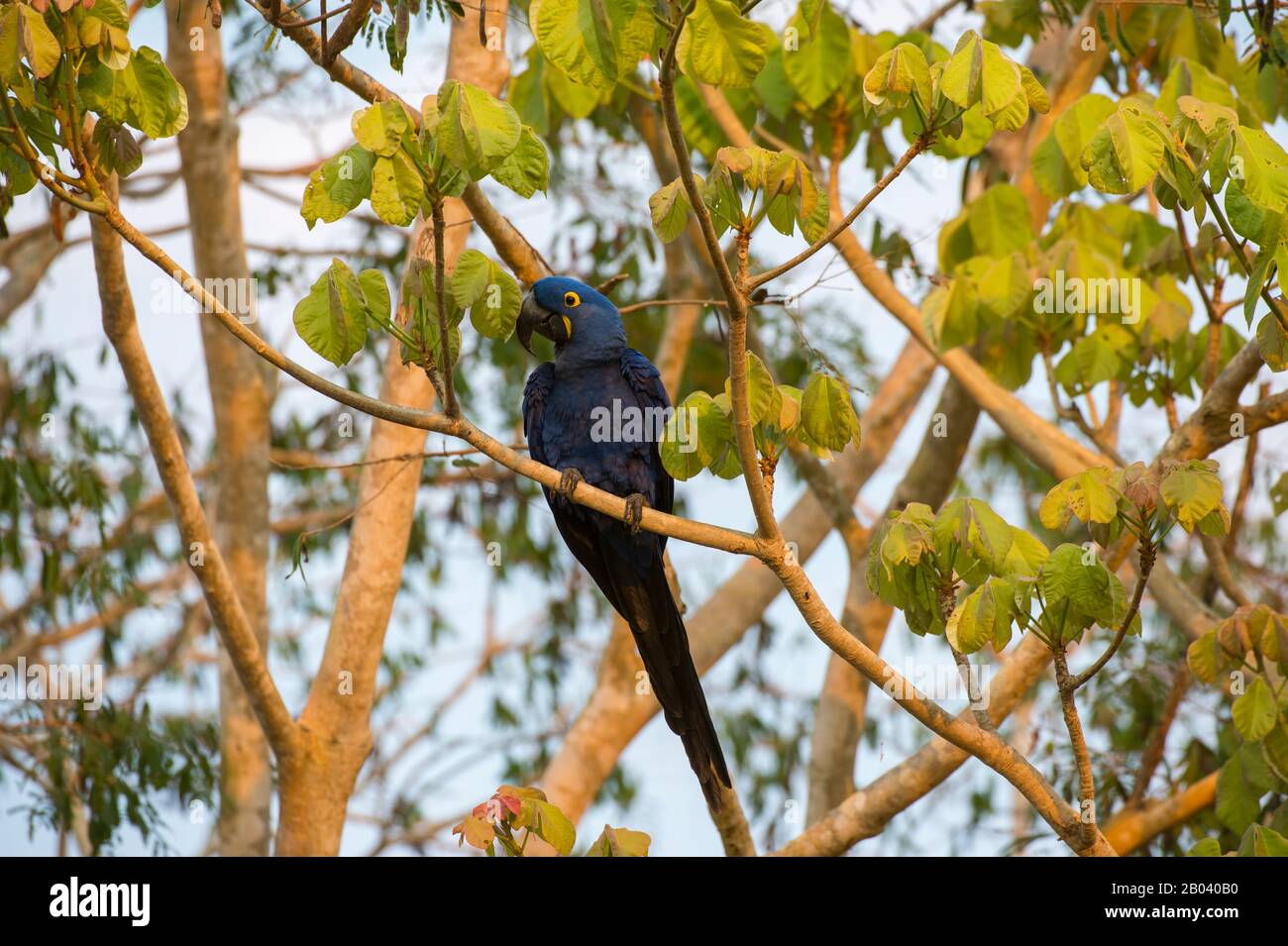 Guacamaya de jacinto (Anodorhynchus hyacinthinus) encaramada en la rama de árboles del Pouso Alegre Lodge en el norte del Pantanal, provincia de Mato Grosso de Brasil. Foto de stock