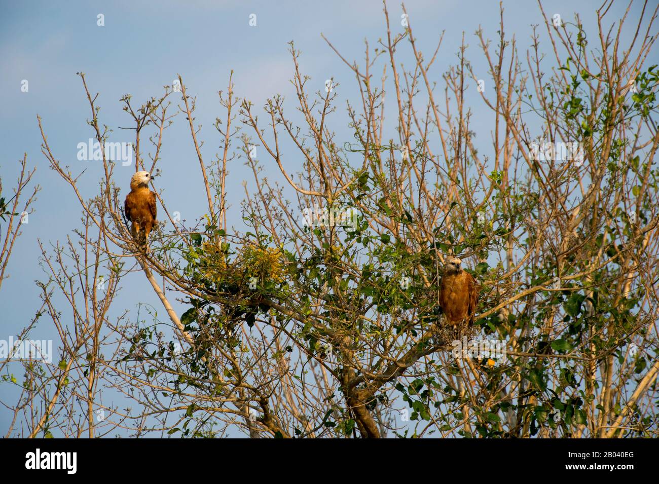 Halcones de cuello negro (Busarellus nigricollis) encaramados en un árbol en el Pouso Alegre Lodge en el norte del Pantanal, Mato Grosso provincia de Brasil. Foto de stock