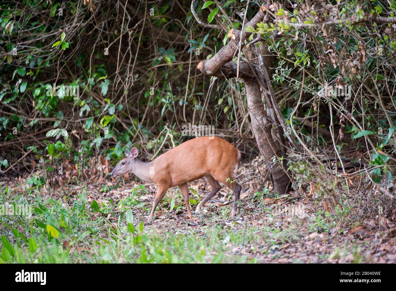 Ciervo Brocket marrón en el Pouso Alegre Lodge en el norte del Pantanal, Mato Grosso provincia de Brasil. Foto de stock