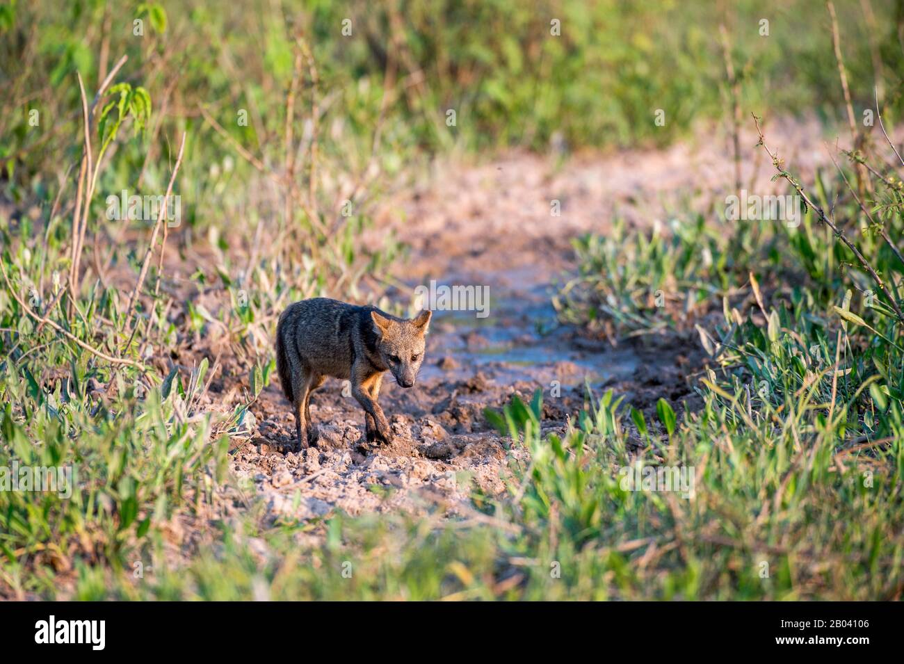Un zorro que come cangrejo (Cerdocyon thous) en el Pouso Alegre Lodge en el norte del Pantanal, Mato Grosso provincia de Brasil. Foto de stock