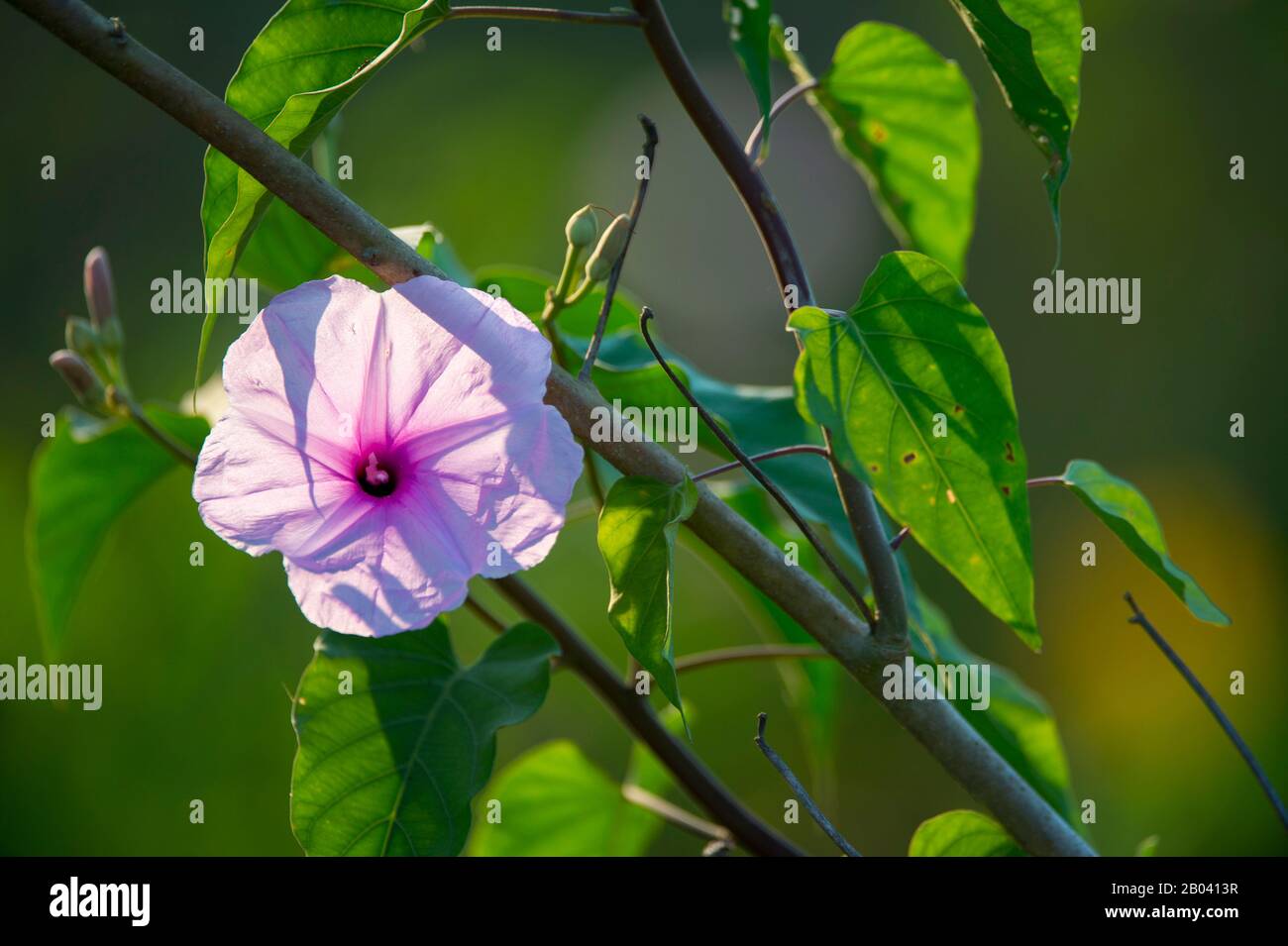 Flor de la gloria rosa de la mañana (Ipomoea carnea), cerca de la Logia Pouso Alegre en el Pantanal norte, provincia de Mato Grosso de Brasil. Foto de stock