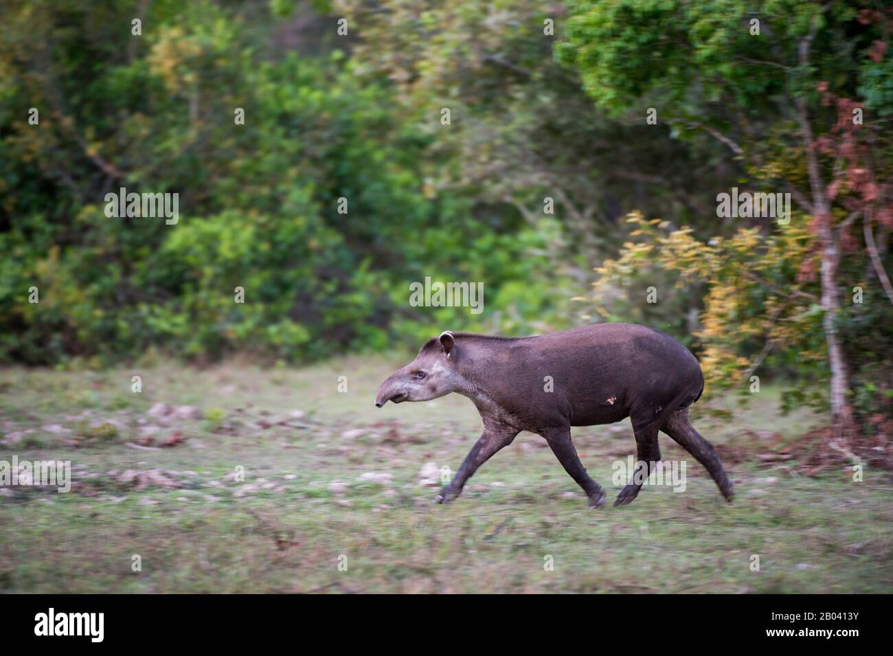 Un tapir sudamericano (Tapirus terrestris) corriendo en el Pouso Alegre Lodge en el norte del Pantanal, provincia de Mato Grosso de Brasil. Foto de stock