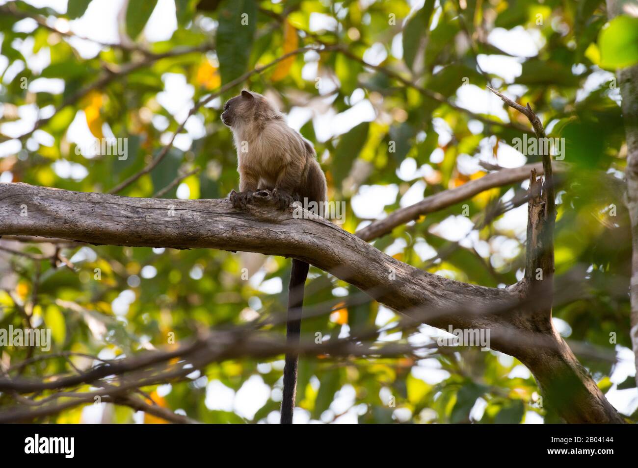 Un marmoseto de cola negra (Mico melanurus) en un árbol de la Logia Pouso Alegre en el norte del Pantanal, provincia de Mato Grosso de Brasil. Foto de stock