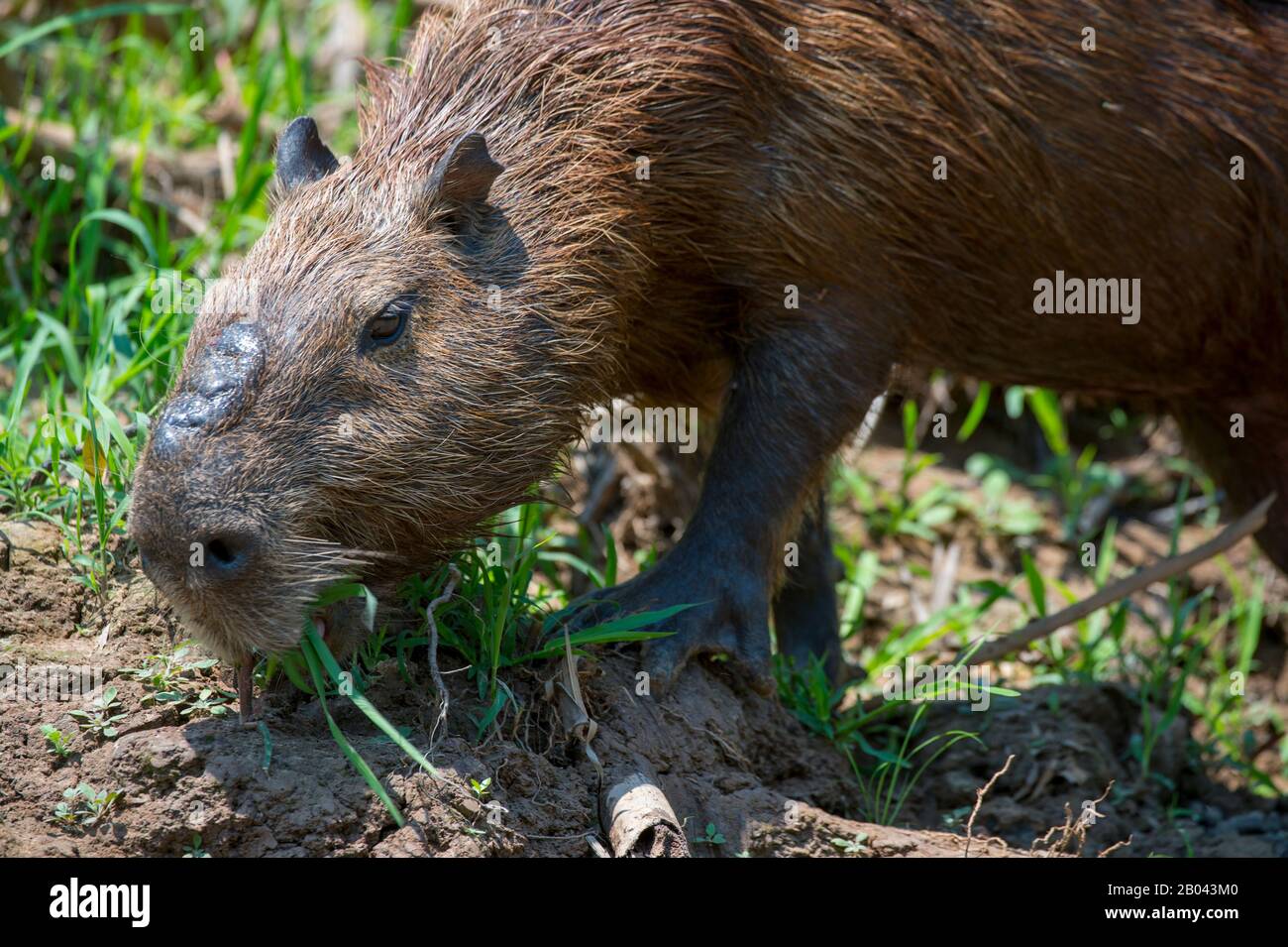 Alimentación capibara fotografías e imágenes de alta resolución - Página 2  - Alamy