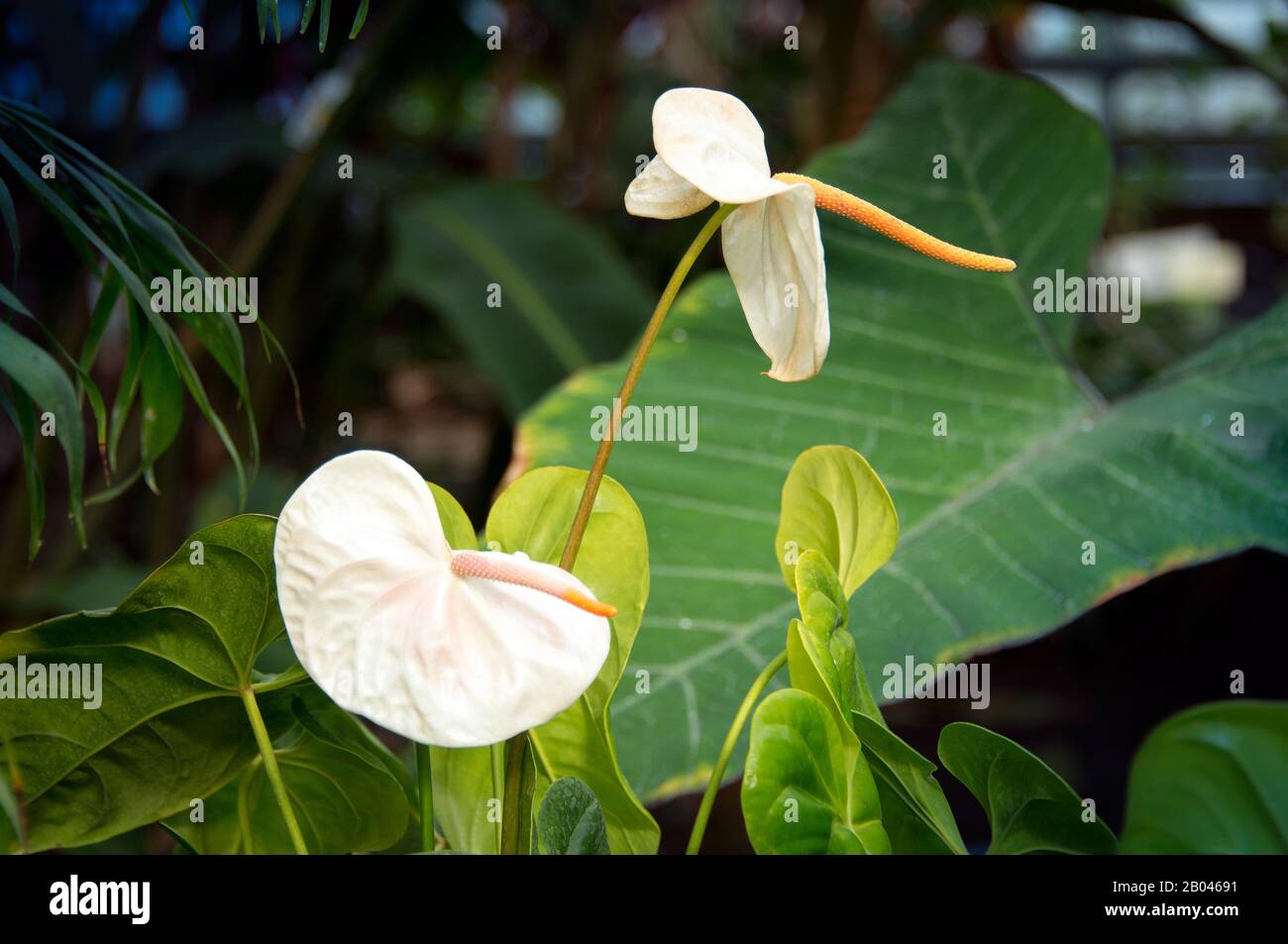 Planta con flores blancas de Anthurium o Araceae. Los nombres comunes generales son flor de cola, flor de flamenco y laceleaf. Forma de espiga de flora tropical y verde Fotografía de stock - Planta con flores blancas de Anthurium o Araceae. Los nombres comunes generales son flor de cola, flor de flamenco y laceleaf. Forma de espiga de flora tropical y verde Fotografía de stock -
