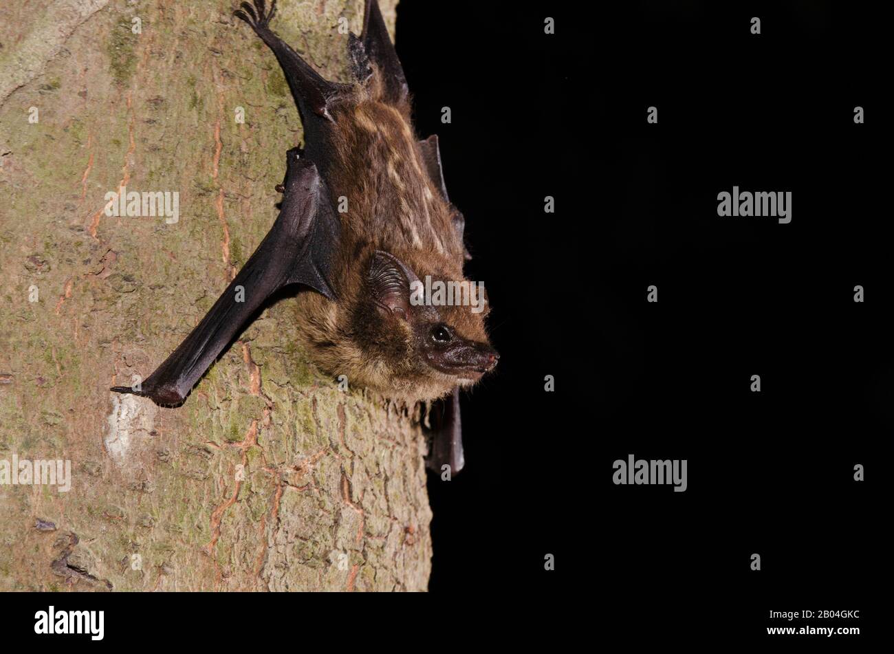 Saccopteryx leptura es una especie de murciélago de la familia