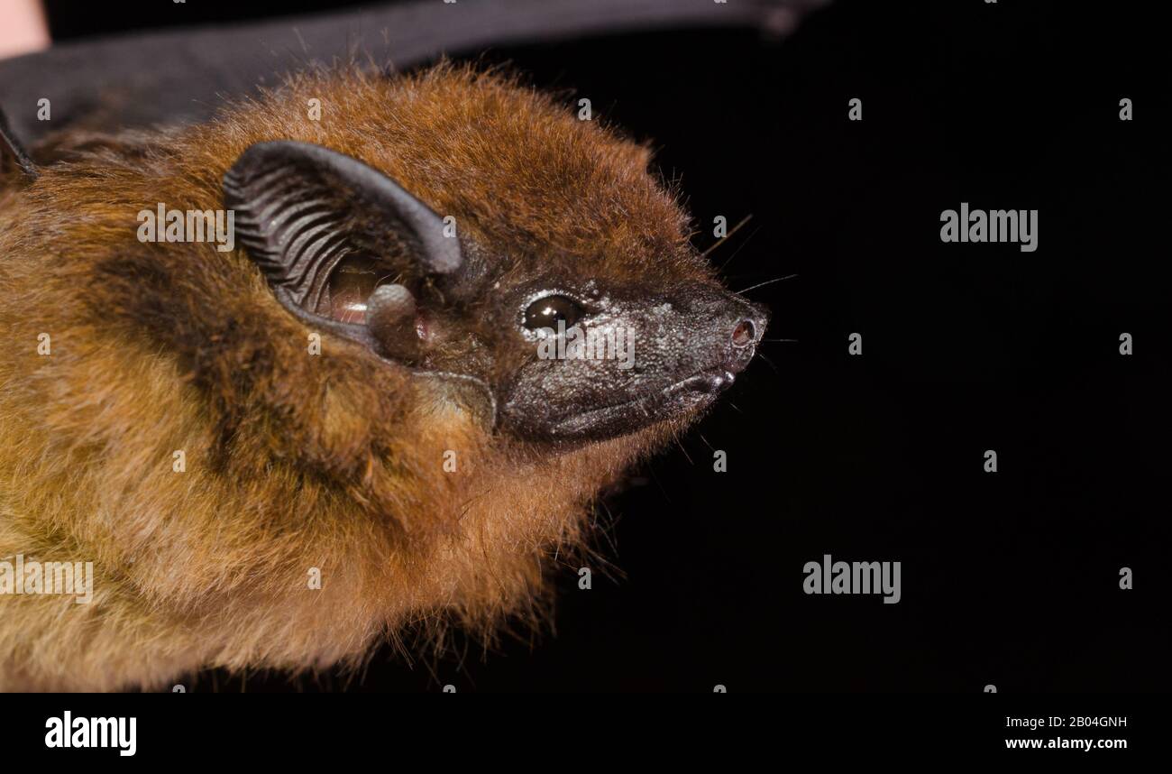 El murciélago de la castaña, o murciélago de Wagner (Cormura brevirostris) es una especie de murciélago de la especie nativa de América del Sur y Central. Eso Foto de stock