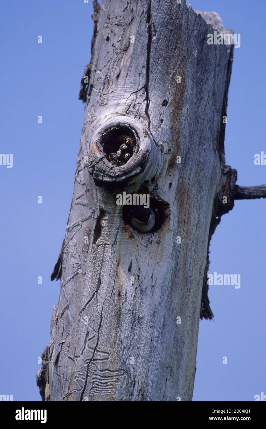 Una golondrina de árbol (Tachycineta bicolor) está saliendo del agujero de anidado en un árbol muerto en el Refugio Nacional de vida Silvestre de Red Rock Lakes, en el oeste de Manta Foto de stock