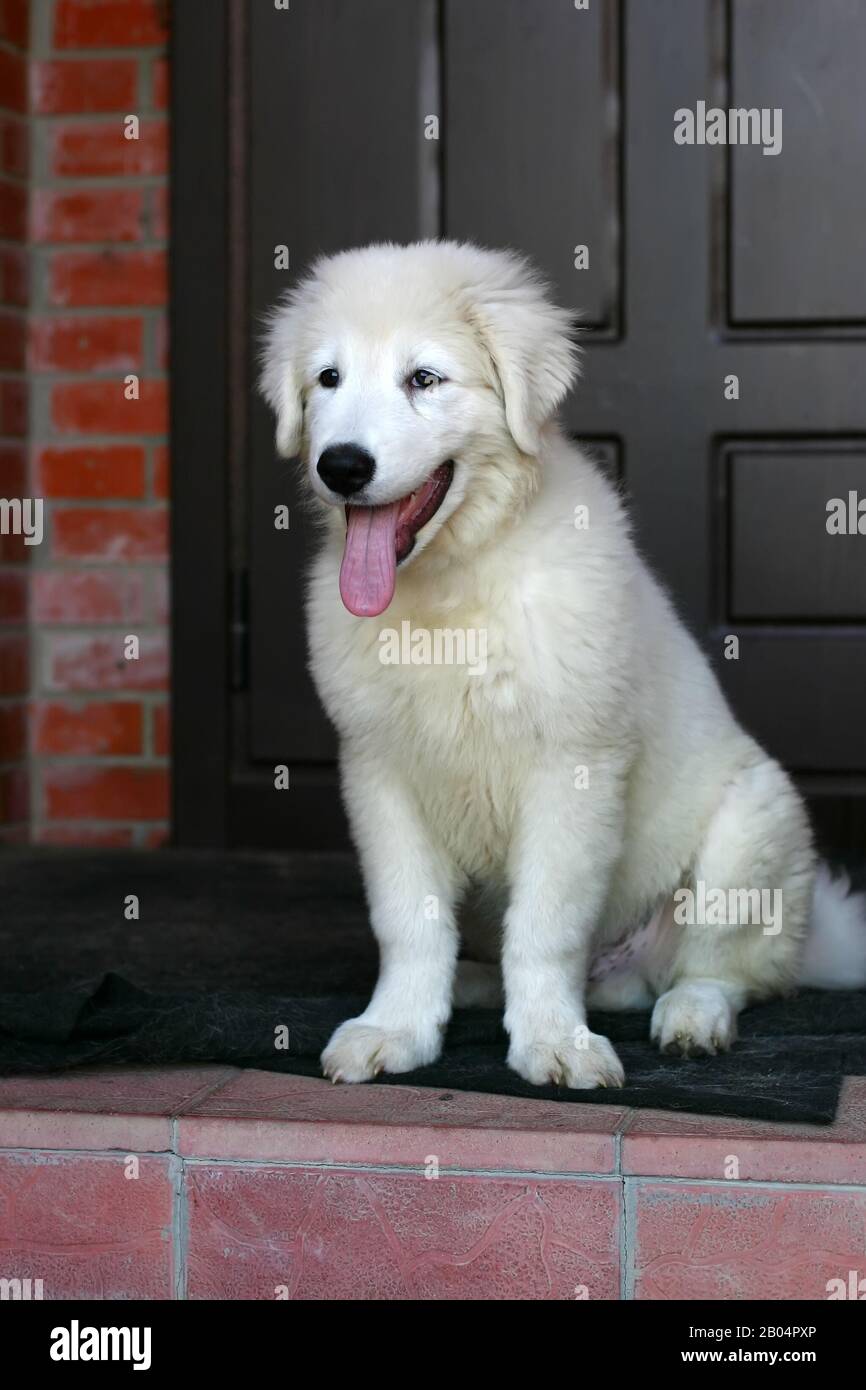 Maremma o cachorro de perro pastor Abruzzese protege la casa con la lengua  que cuelga Fotografía de stock - Alamy