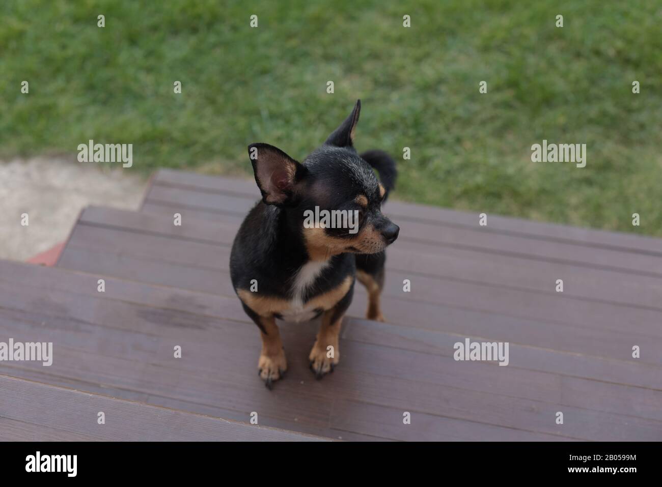 Chihuahua Negro Y Marron Fotos E Imagenes De Stock Alamy Chihuahua Negro Y Marron Fotos E Imagenes De Stock Alamy