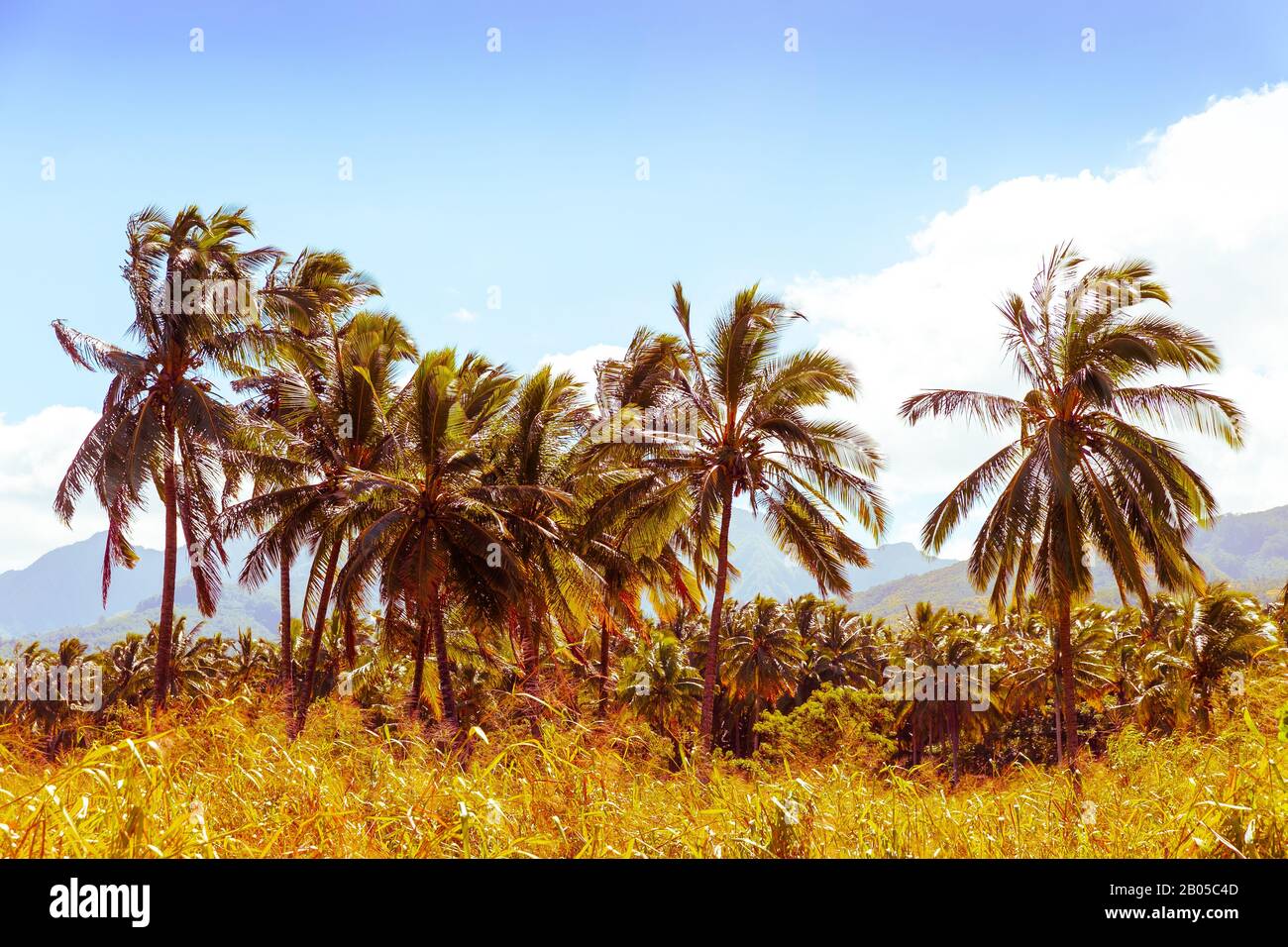 Palmeras de coco de estilo vintage en los trópicos Foto de stock