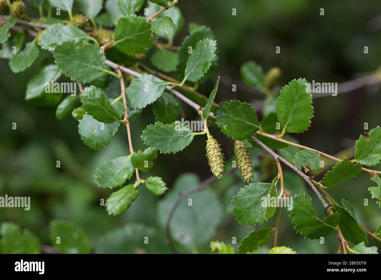 Abedul enano ártico (Betula humilis), ramita con hojas Foto de stock