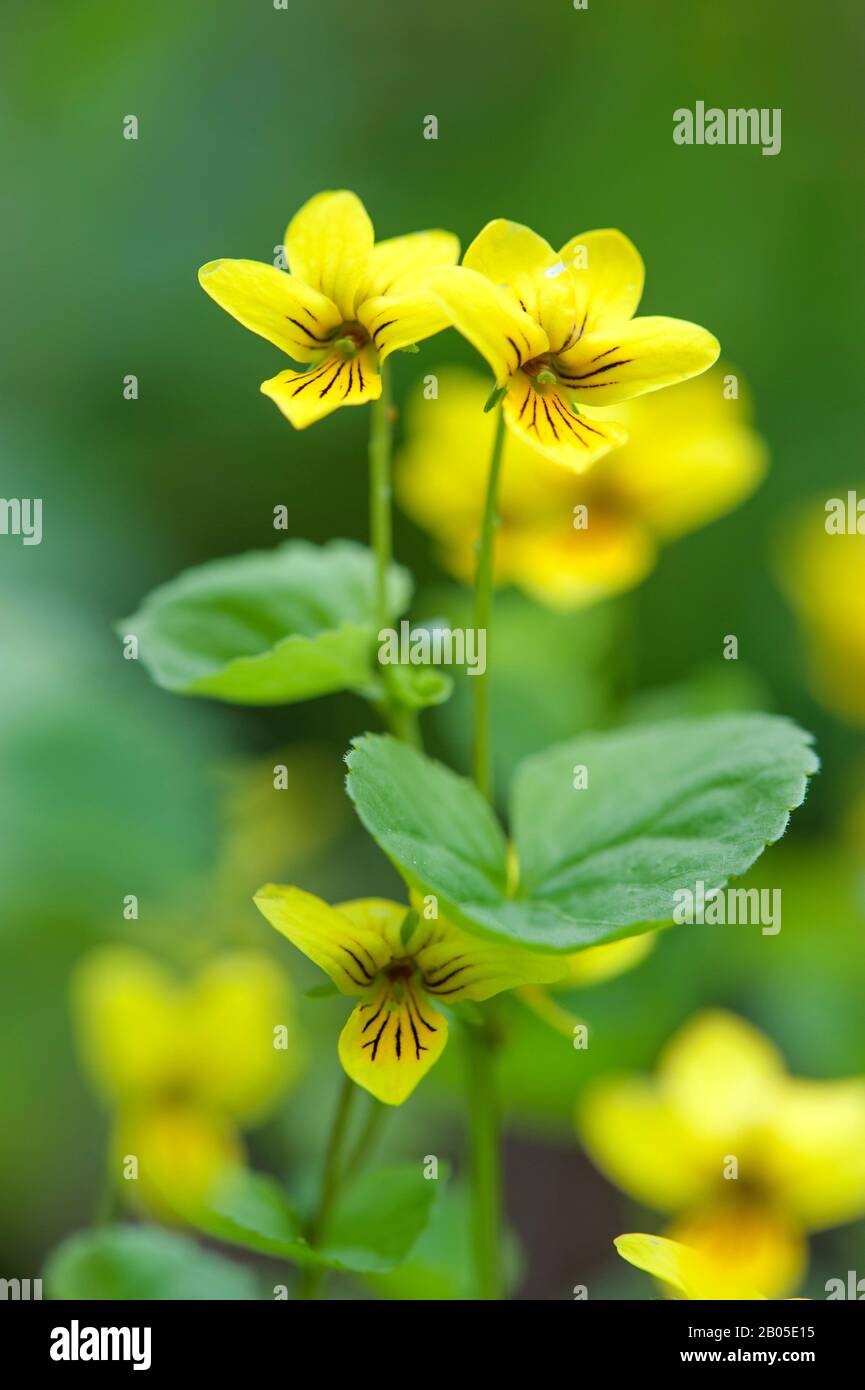 Amarillo y violeta fotografías e imágenes de alta resolución - Alamy