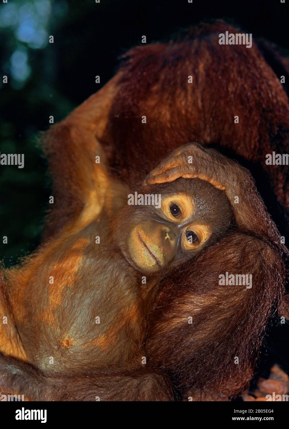 Bornean orangutan (Pongo pygmaeus pygmaeus), animal joven en una estación de liberación, retrato de media longitud, Malasia, Borneo Foto de stock