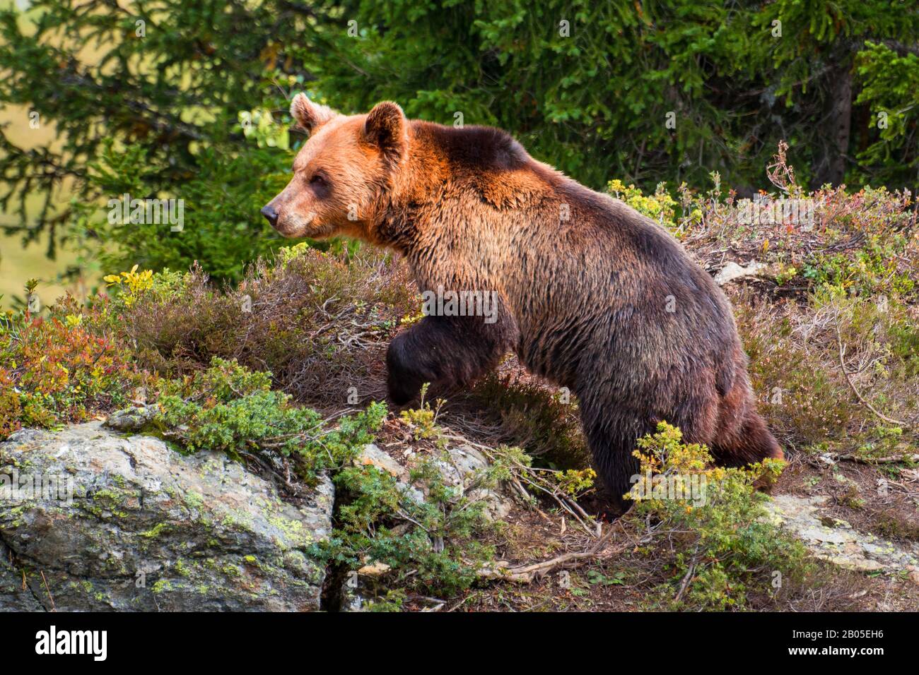Oso pardo (Ursus arctos), vagando por la zona alpina, Suiza, Grisones Foto de stock