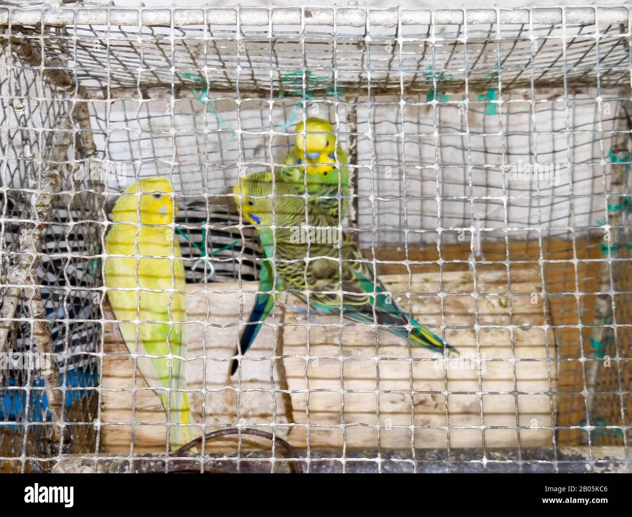 grupo de parakeets coloridos de los pájaros Foto de stock