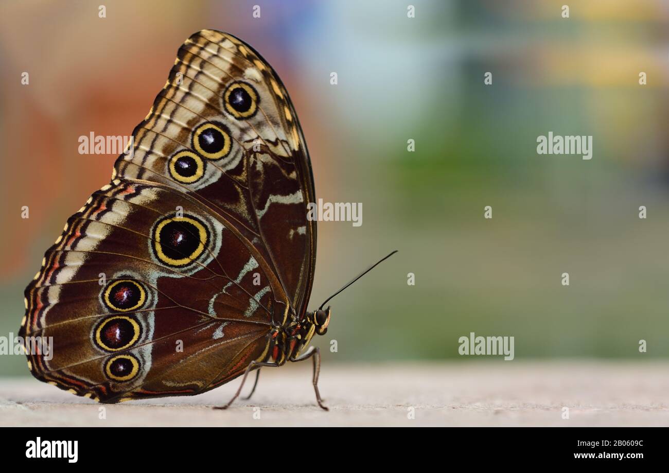 Primer plano de un Morfeo con alas cerradas desde el lateral, sobre un fondo colorido con espacio para texto Foto de stock