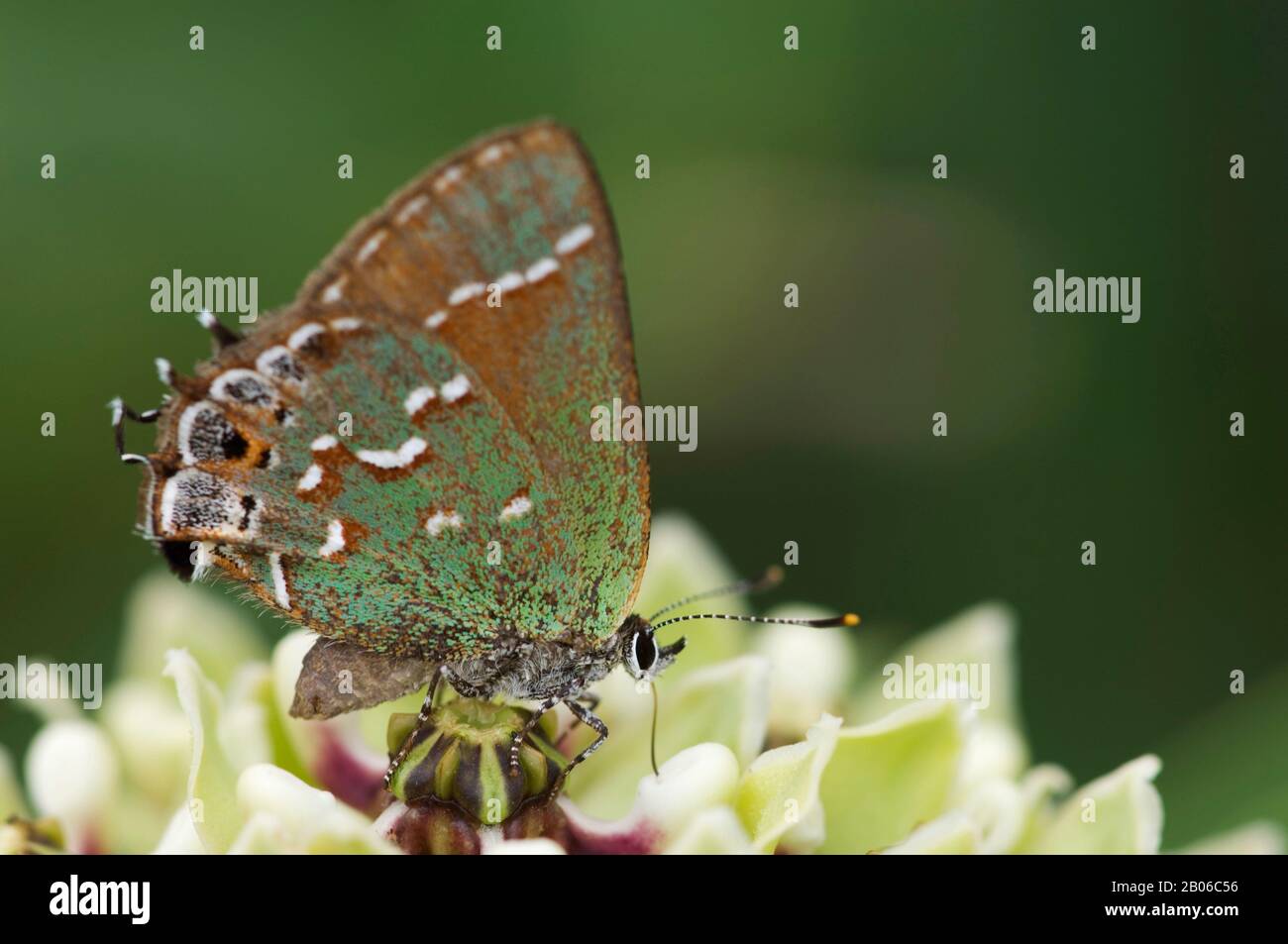 EE.UU., TEXAS, HILL COUNTRY NEAR HUNT, "OLIVA" JUNIPER HAIRSTREAK MARIPOSA EN ANTELOPE-CUERNOS ASCLEPIAS ASPERULA FLOR Foto de stock