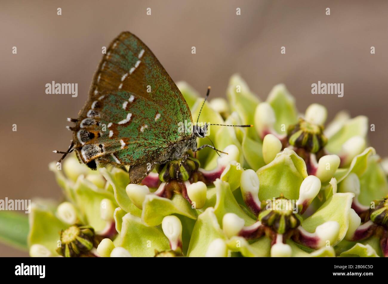 EE.UU., TEXAS, HILL COUNTRY NEAR HUNT, "OLIVA" JUNIPER HAIRSTREAK MARIPOSA EN ANTELOPE-CUERNOS ASCLEPIAS ASPERULA FLOR Foto de stock