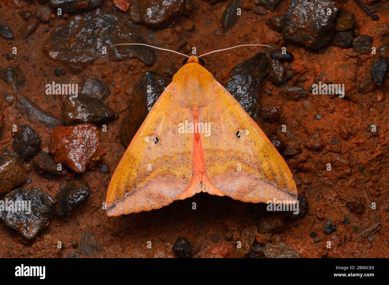 Dorsal de Thyas honesta, polilla de la familia Noctuidae mirando hacia adelante, distribución, ndia Foto de stock