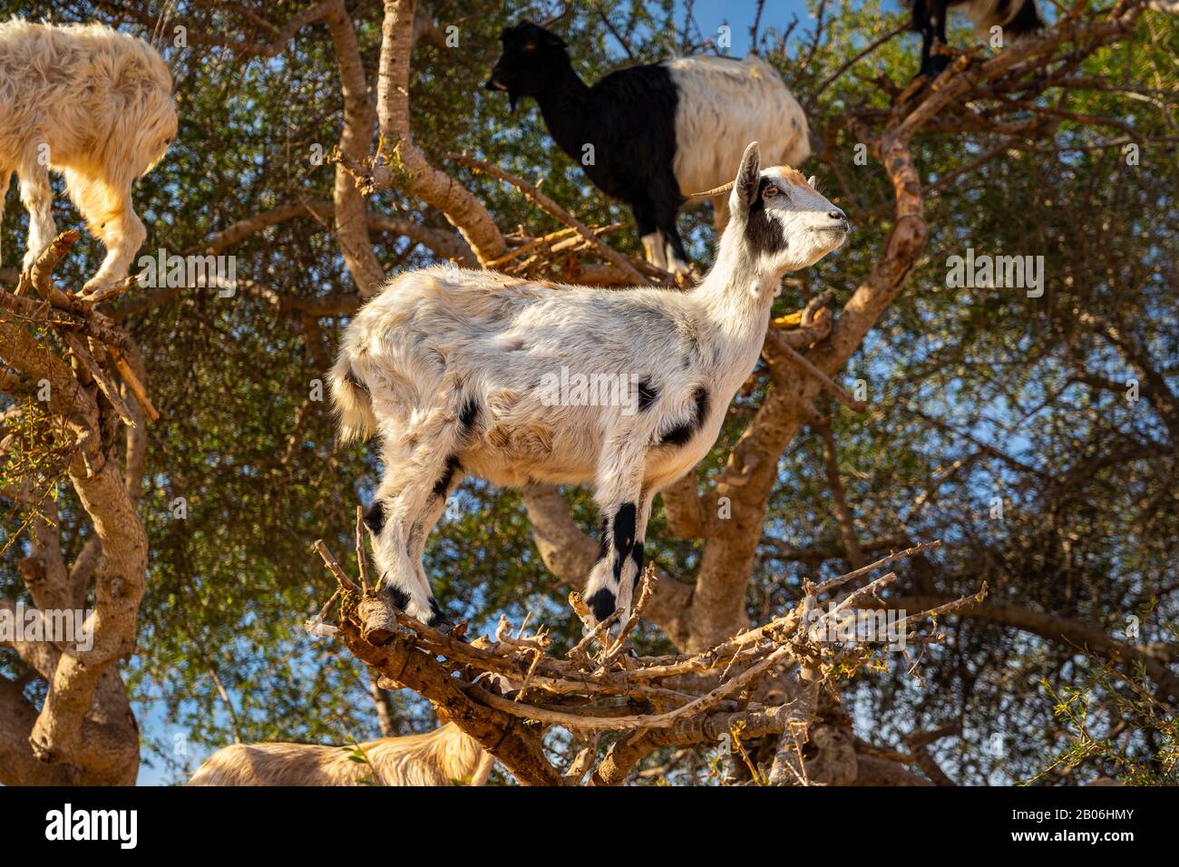 Las cabras suben a un árbol fotografías e imágenes de alta resolución -  Alamy