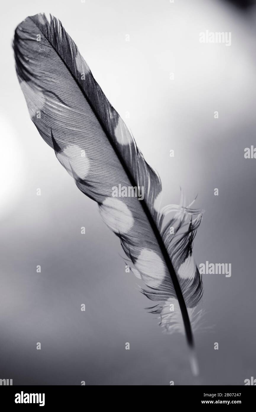 Pluma de un gran pájaro carpintero de topos Fotografía de stock - Alamy