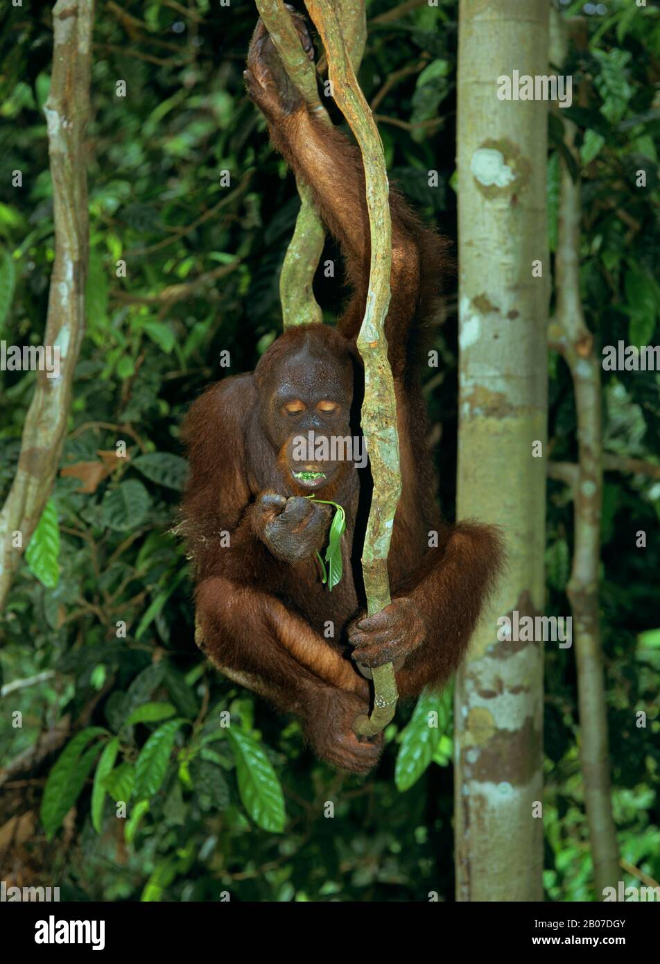 Bornean orangutan (Pongo pygmaeus pygmaeus), colgando en una rama y alimentando hojas, proyecto de reintroducción, Malasia, Borneo Foto de stock