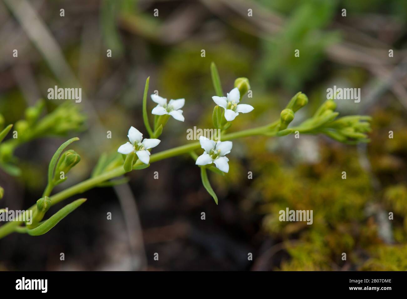 Lino de mezcalino alpino (Thesium alpinum), floración, Austria, Kleinwalsertal Foto de stock