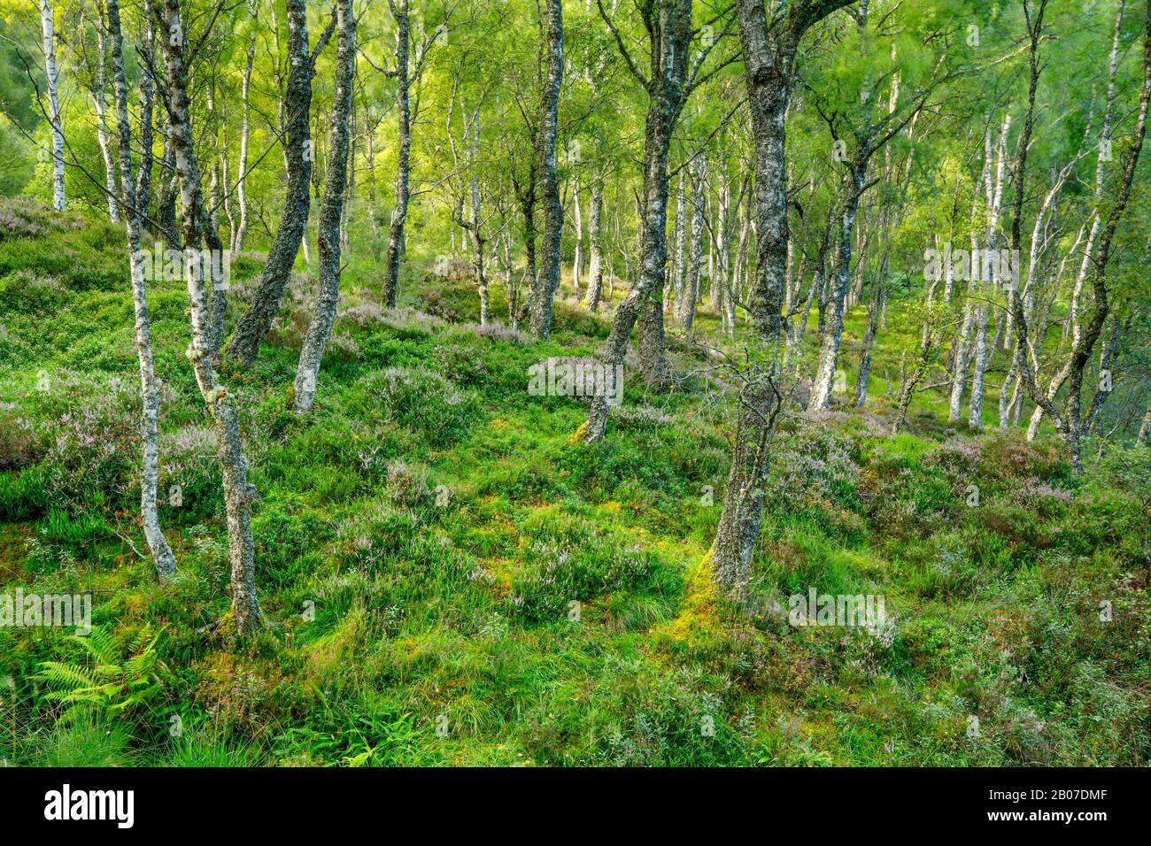 Abedul (Betula spec.), bosque de abedul con brezales en flor, Reino Unido, Escocia, Reserva Natural Nacional Craigellachie, Aviemore Foto de stock