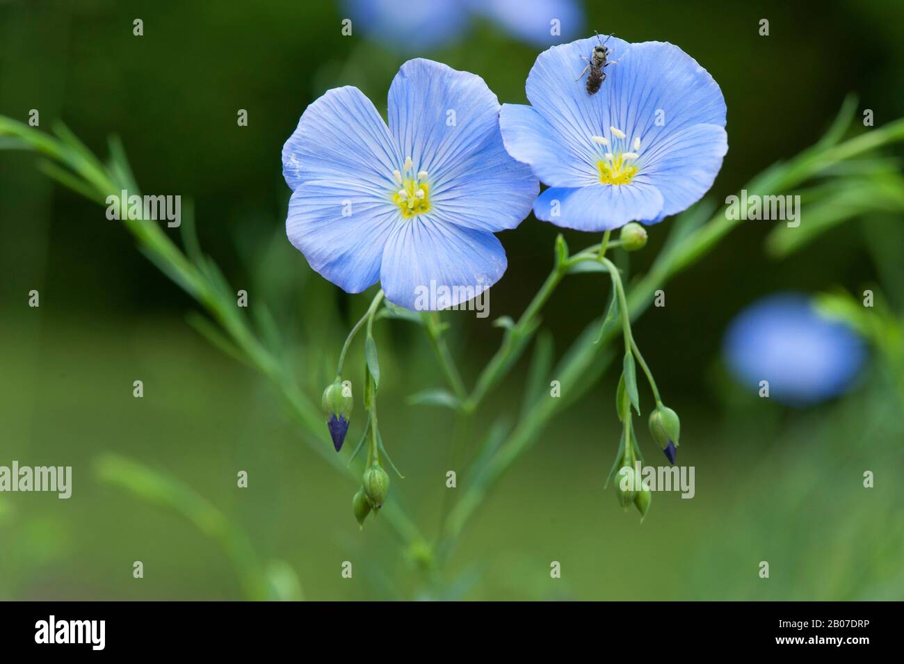 Lino perenne, lino azul (Linum perenne), floración, Alemania Foto de stock