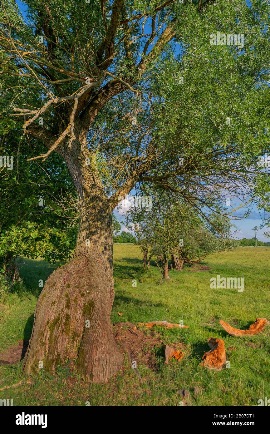 árbol de sauce muerto fotografías e imágenes de alta resolución Alamy
