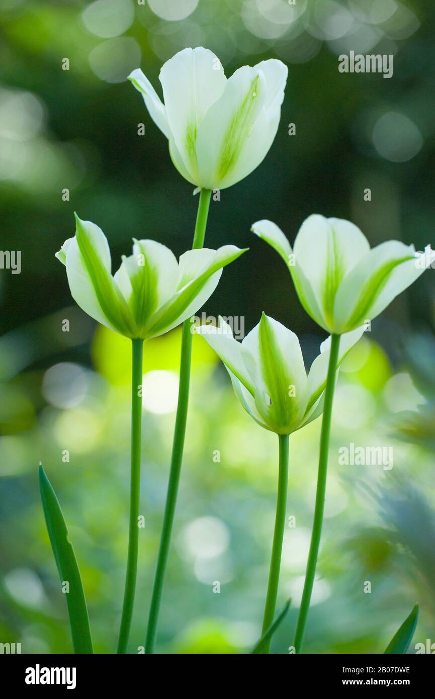 Viridiflora-Tulip (Tulipa viridiflora), floreciendo Foto de stock