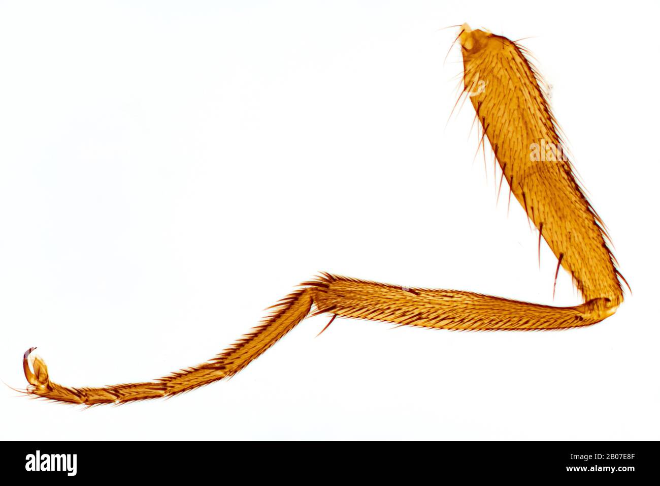 Mosca doméstica (Musca domestica), pierna de una mosca doméstica, foto de microscopio, Alemania Foto de stock