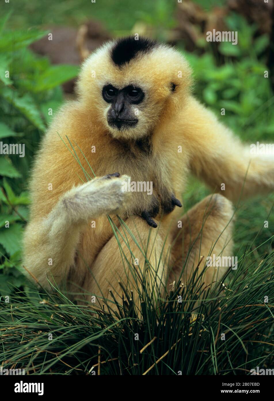 El gibón crestado, negro-crested Gibbon (Hylobates concolor), hembra Foto de stock