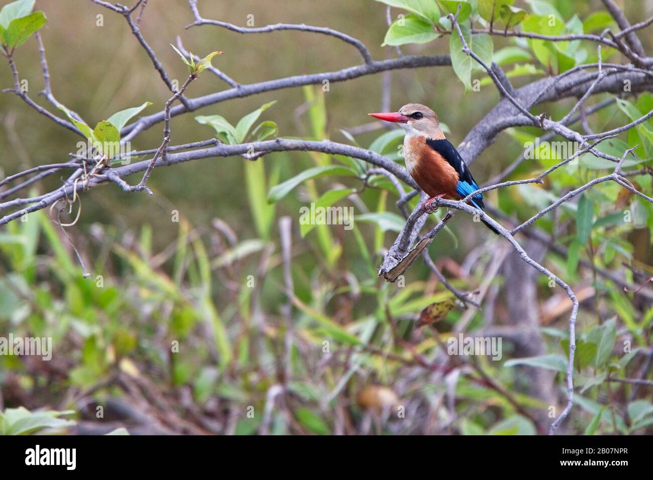 Kingfisher de cabeza gris, (Halcyon leucocephala), encaramado en una rama, Gambia. Foto de stock