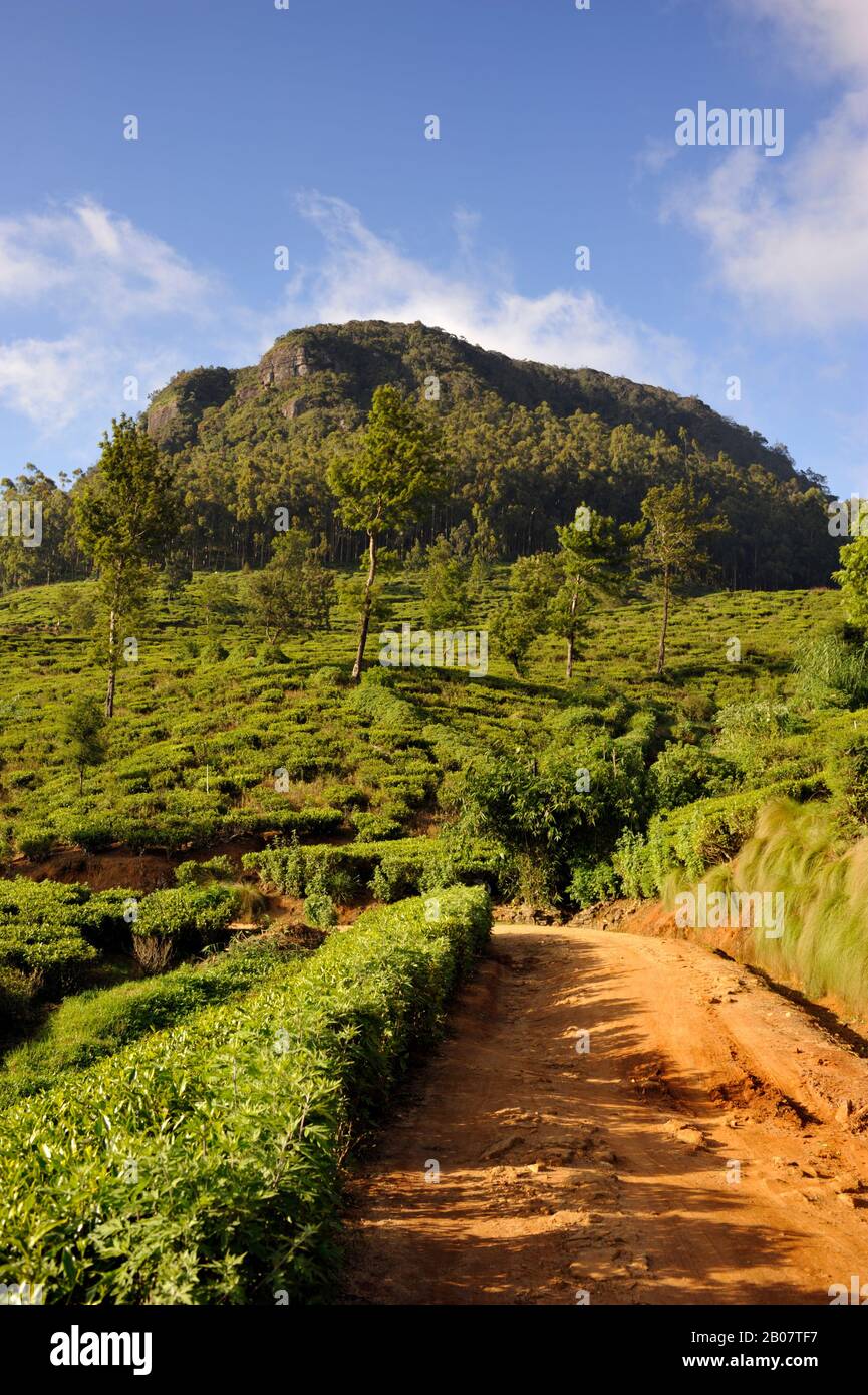 Sri Lanka, Nuwara Eliya, plantación de té, camino rural y Mt Pedro, la montaña más alta de Sri Lanka Foto de stock
