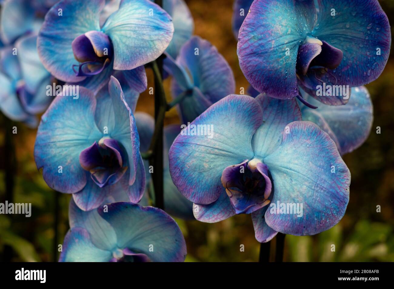 Orquídeas exóticas flores Cattleya de mariposas multicolor orquídea  Fotografía de stock - Alamy