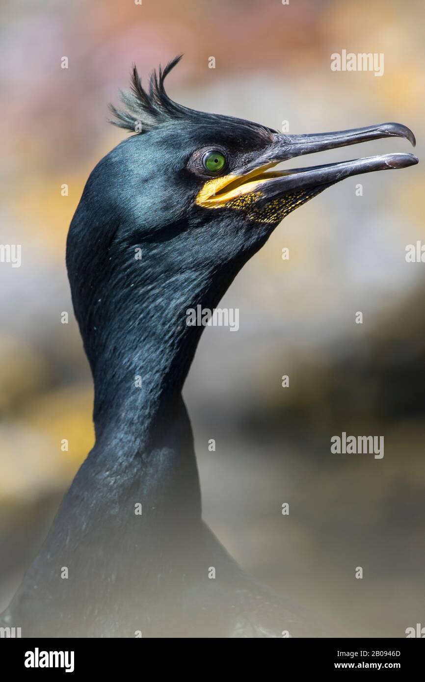 Retrato de cormoran Huppé Foto de stock