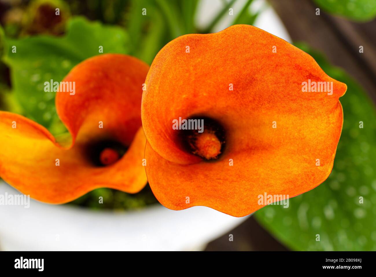 Calla lirio de campo closeup, hermoso amarillo con flores rojas de calla  lirio floreciendo en el jardín en la primavera Fotografía de stock - Alamy