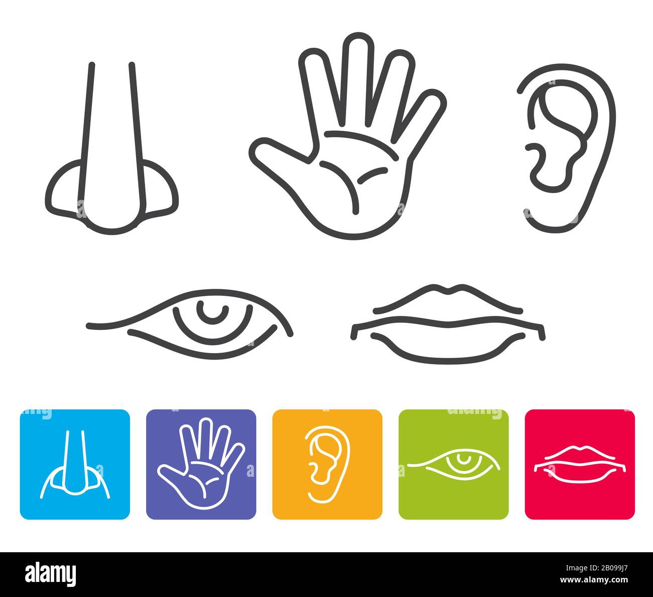 Cinco sentidos humanos olían, la vista, el oído, el gusto, el vector del  tacto. Iconos sentido humano, ilustración de cinco sentidos Imagen Vector  de stock - Alamy