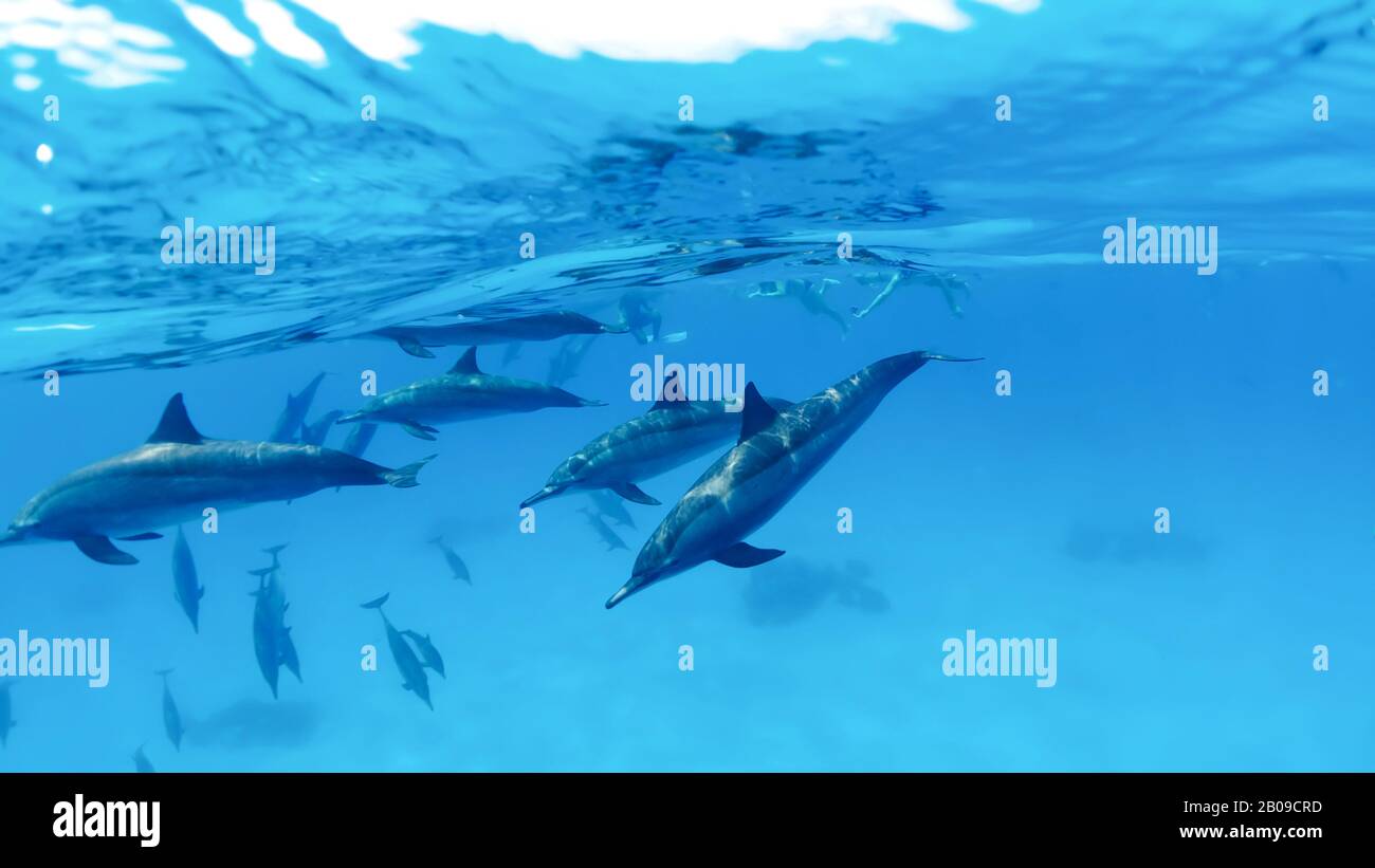 Un grupo de delfines bucean bajo el agua sobre el fondo de un yate amarrado en el mar abierto. Fotos subacuáticas de fotos divididas Foto de stock